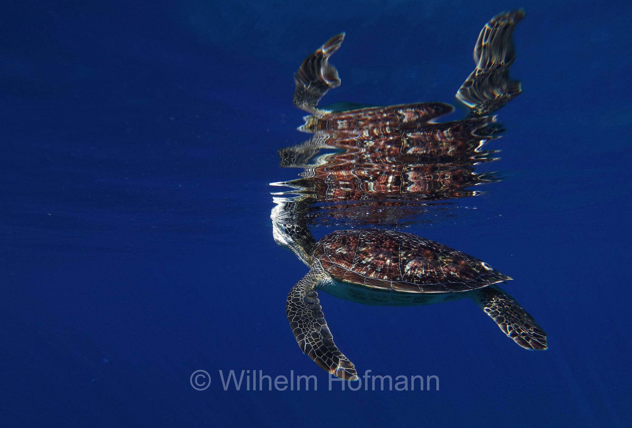 green sea turtle, green turtle, black sea turtle, Pacific green turtle, Grüne Meeresschildkröte, tartaruga verde, Chelonia mydas, Komodo Islands, Komodo, Lesser Sunda Islands, Kleine Sundainseln, Piccole Isole della Sonda, Nusa Tenggara Islands, Kepulauan Nusa Tenggara, Indonesia, Indonesien﻿, Mawan