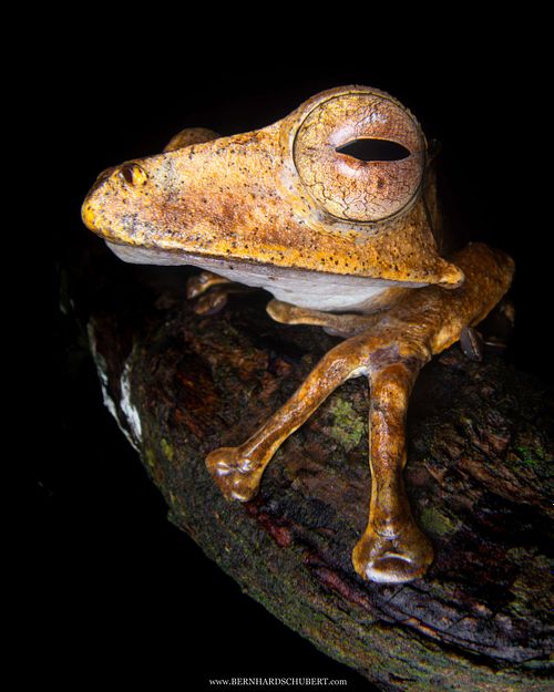 Polypedates otilophus - File-eared tree frog