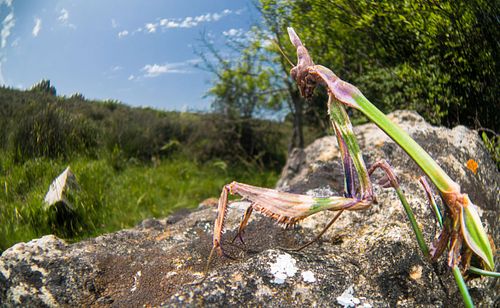 Empusa fasciata - Fasciated Conehead Mantid