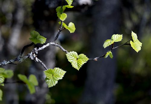 Naturwaldreservat Trillemarka