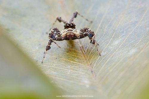 Portia sp. - Dandy spider