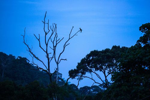 Buceros bicornis – Doppelhornvogel