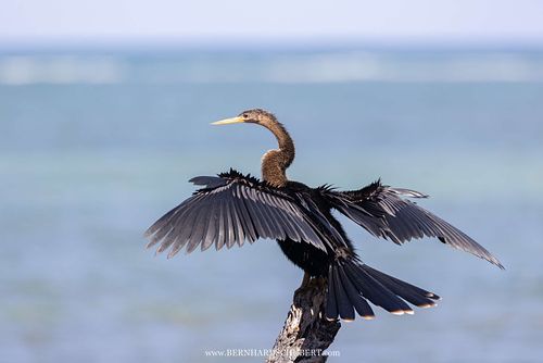 Anhinga anhinga - American darter
