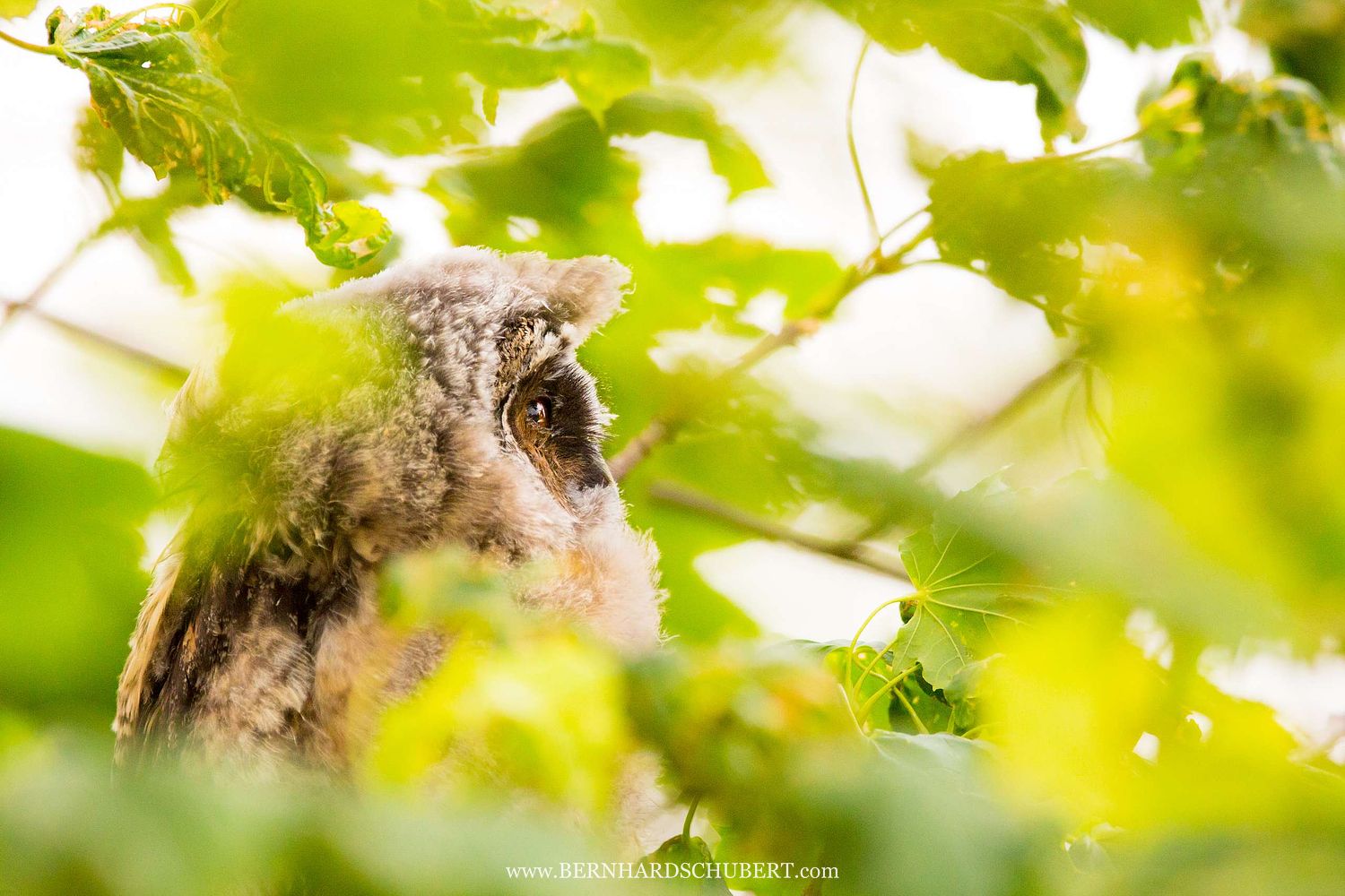 Asio otus - Waldohreule