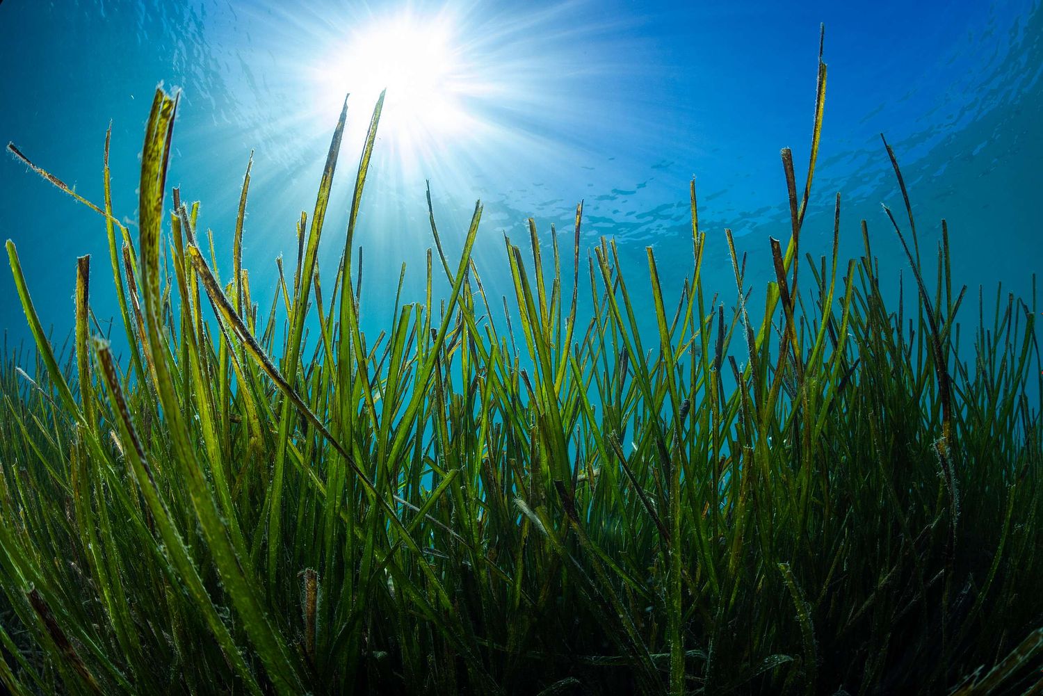 Posidonia oceanica – Neptungras