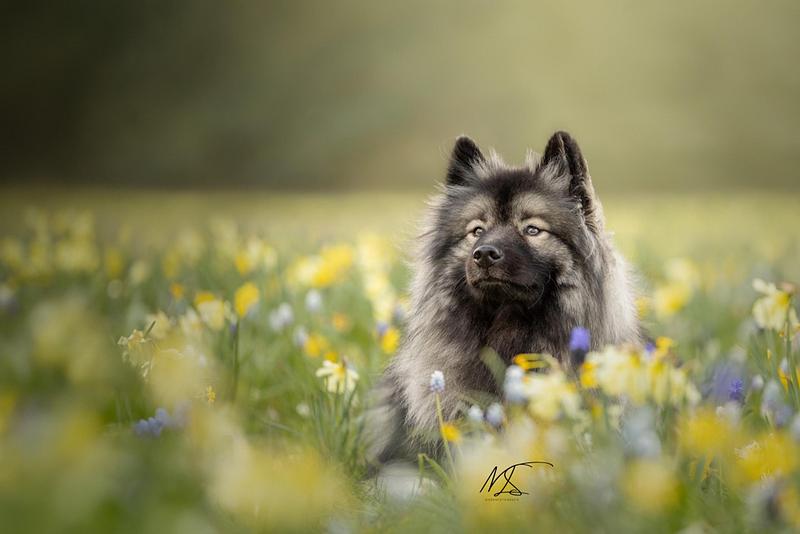 LENTE-/BLOEMENSHOOT