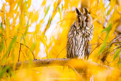 Asio otus - Long-eared Owl