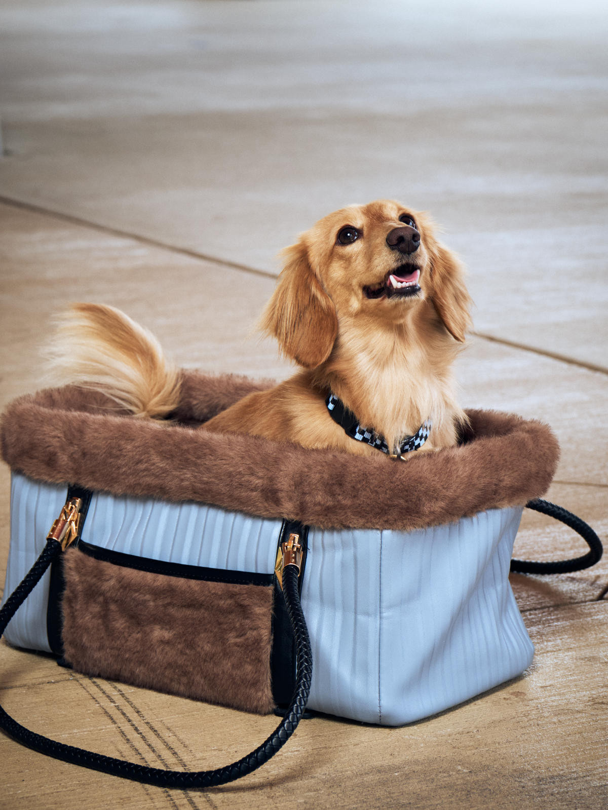 Blonde Mini Dachshund inside of a KibbleTime Pet Carrier
