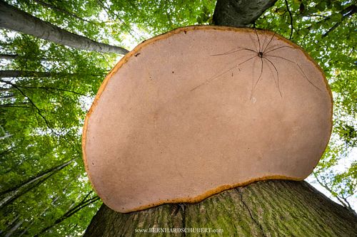 Fomes fomentarius - Tinder fungus and harvestman