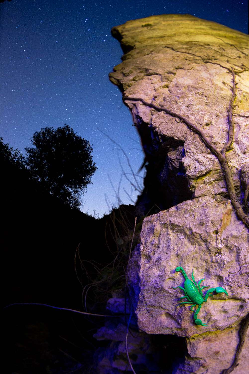 Skorpion fluoreszierend bei Nach Istrien Makrofotografie Workshop