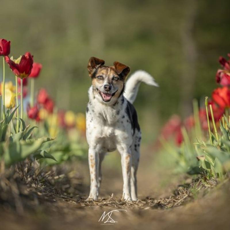 Bloemenshoot met je huisdier