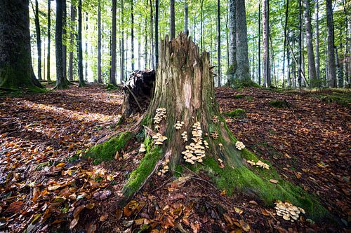Naturwald in Altschönau