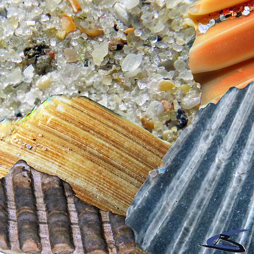 seashell sand details #7