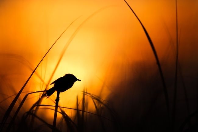 Gouden Uur Fotografie