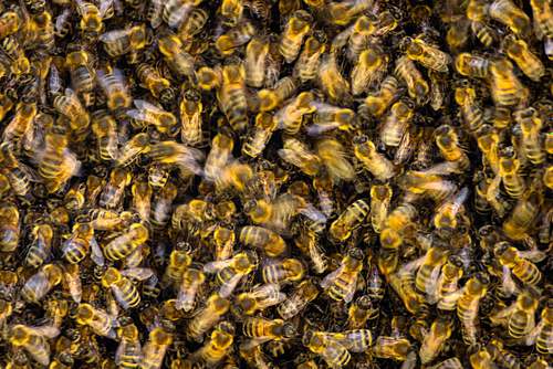 Apis mellifera - Western Honey Bee