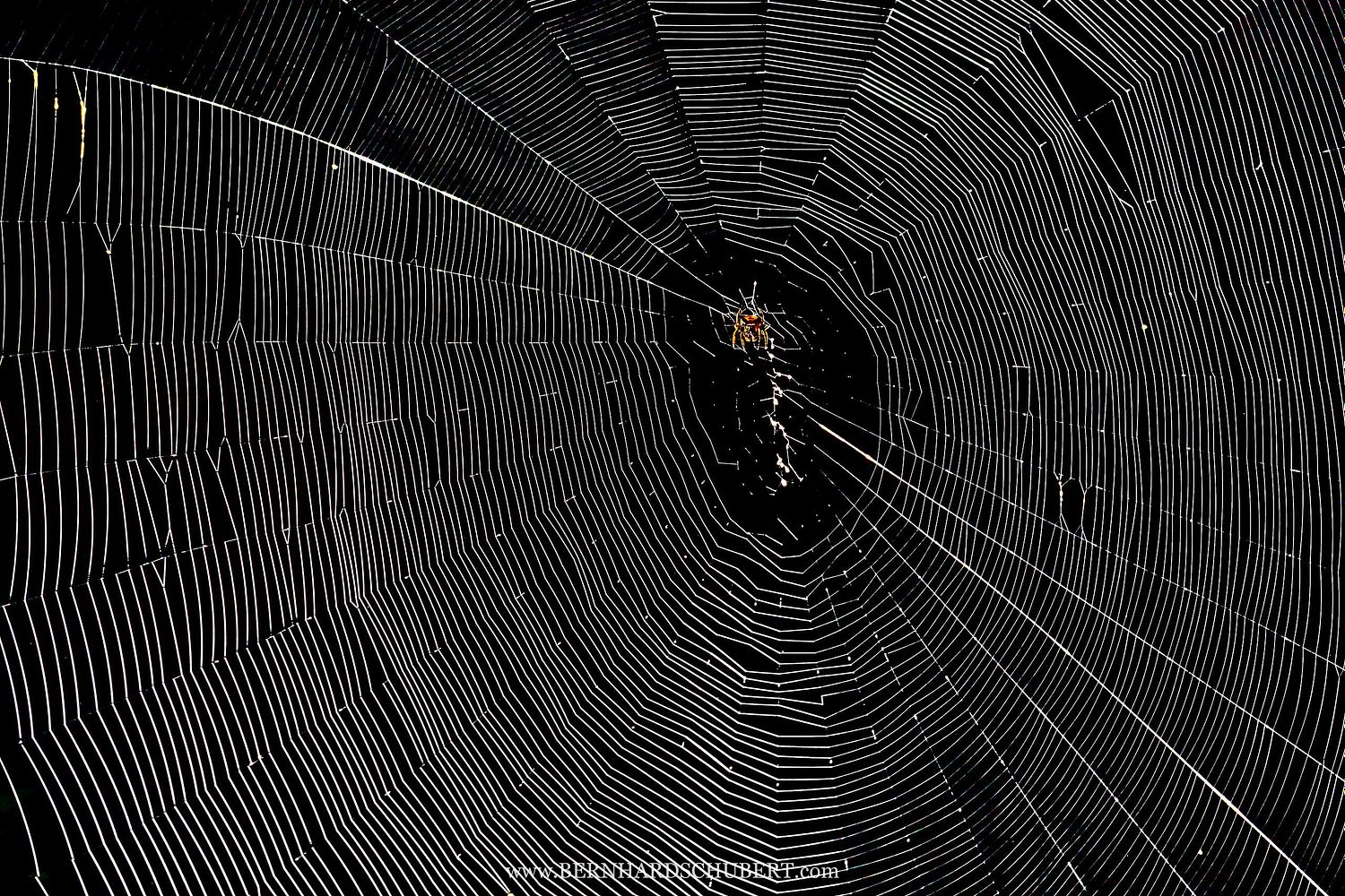 Spinne im Netz