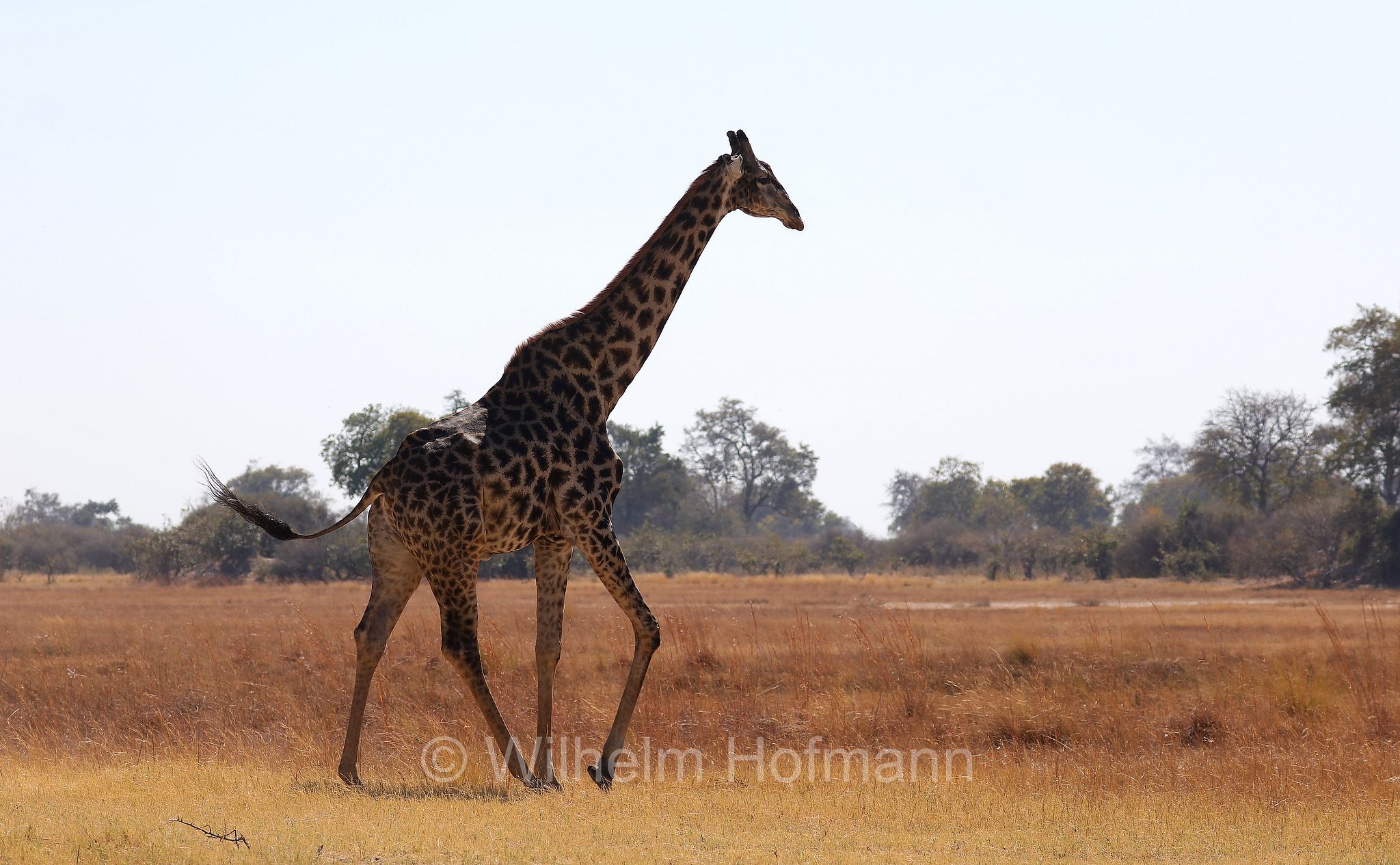 South African giraffe, Cape giraffe, Süd-Giraffe, giraffa meridionale, Giraffa giraffa, ﻿Moremi Game Reserve, Moremi-Wildreservat, Okavango Delta, Okavango Grassland, Botswana, Republik Botsuana