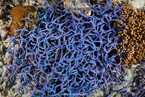 Callyspongia samarensis - Spaghetti sponge