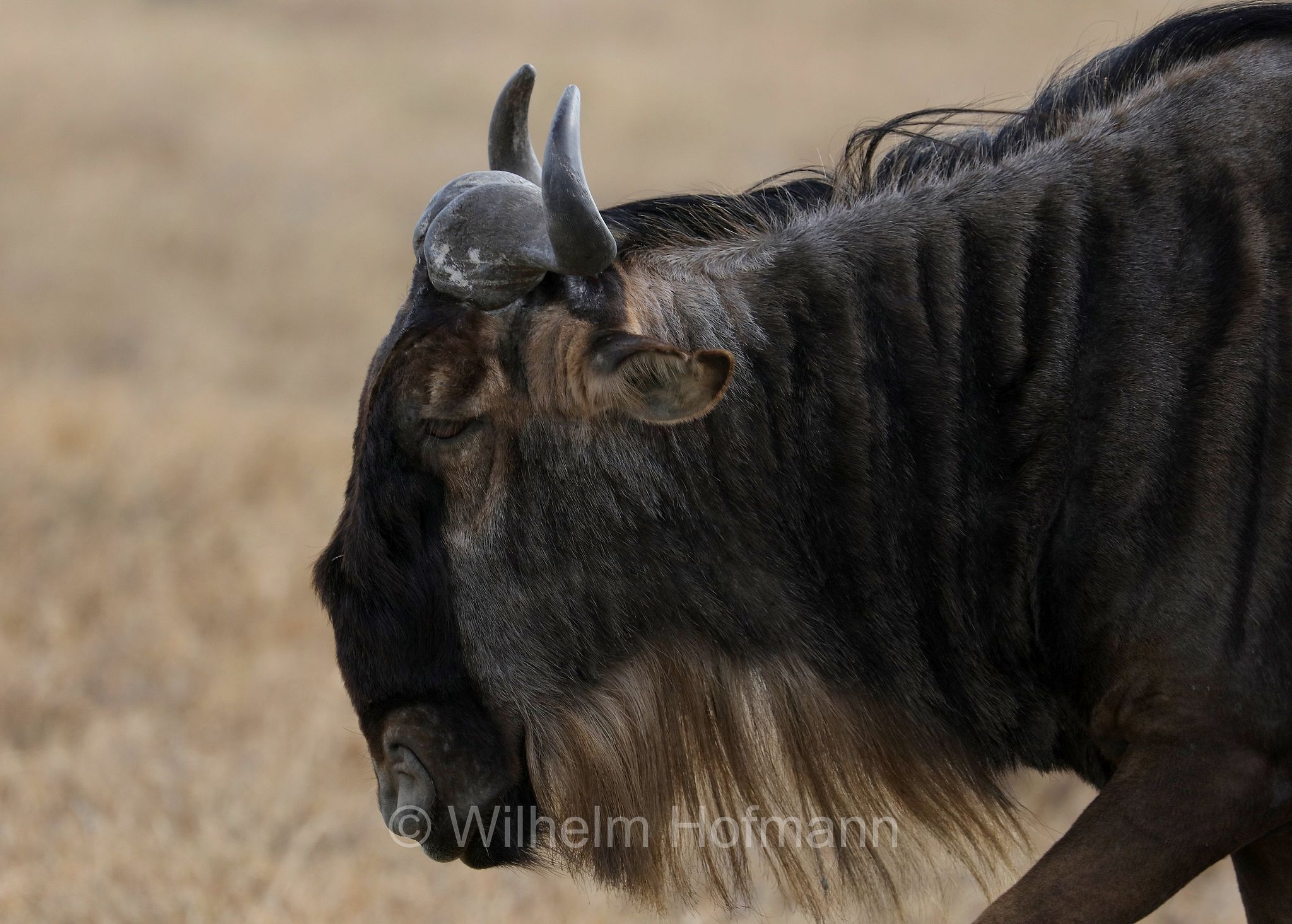blue wildebeest, common wildebeest, white-bearded gnu, brindled gnu, Streifengnu, Blaues Gnu, gnu striato, gnu comune, gnu dalla barba bianca, gnu blu, connochaetes taurinus, area di conservazione di Ngorongoro, Ngorongoro Conservation Area, Ngorongoro Krater, Tanzania, Tansania