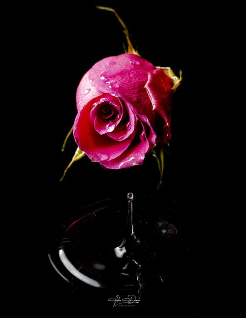 Still Life & Creative