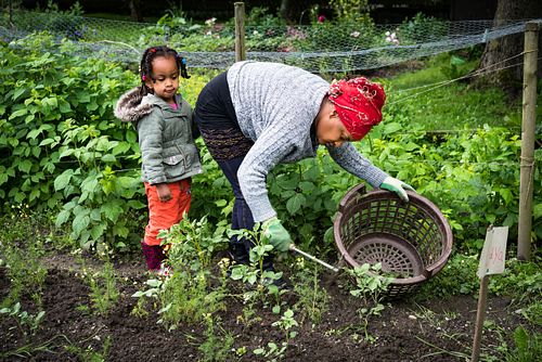Im  HEKS-Garten Burgdorf