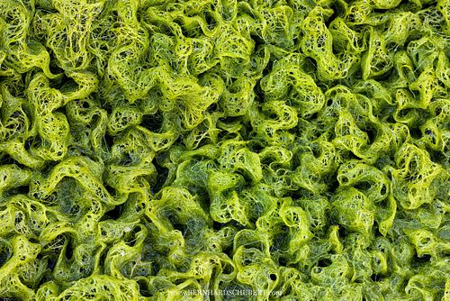 Chlorophyta Grünalgenmuster