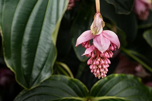 Medinilla auf dem Oeschberg