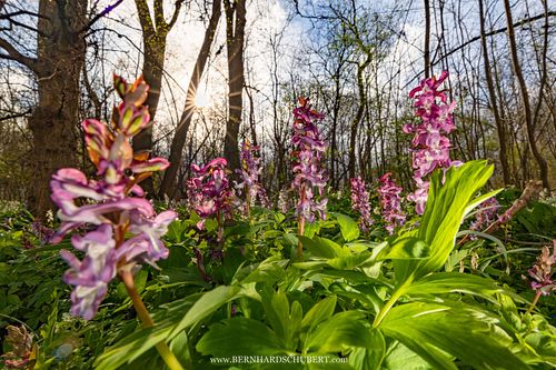 Corydalis cava - Hollowroot