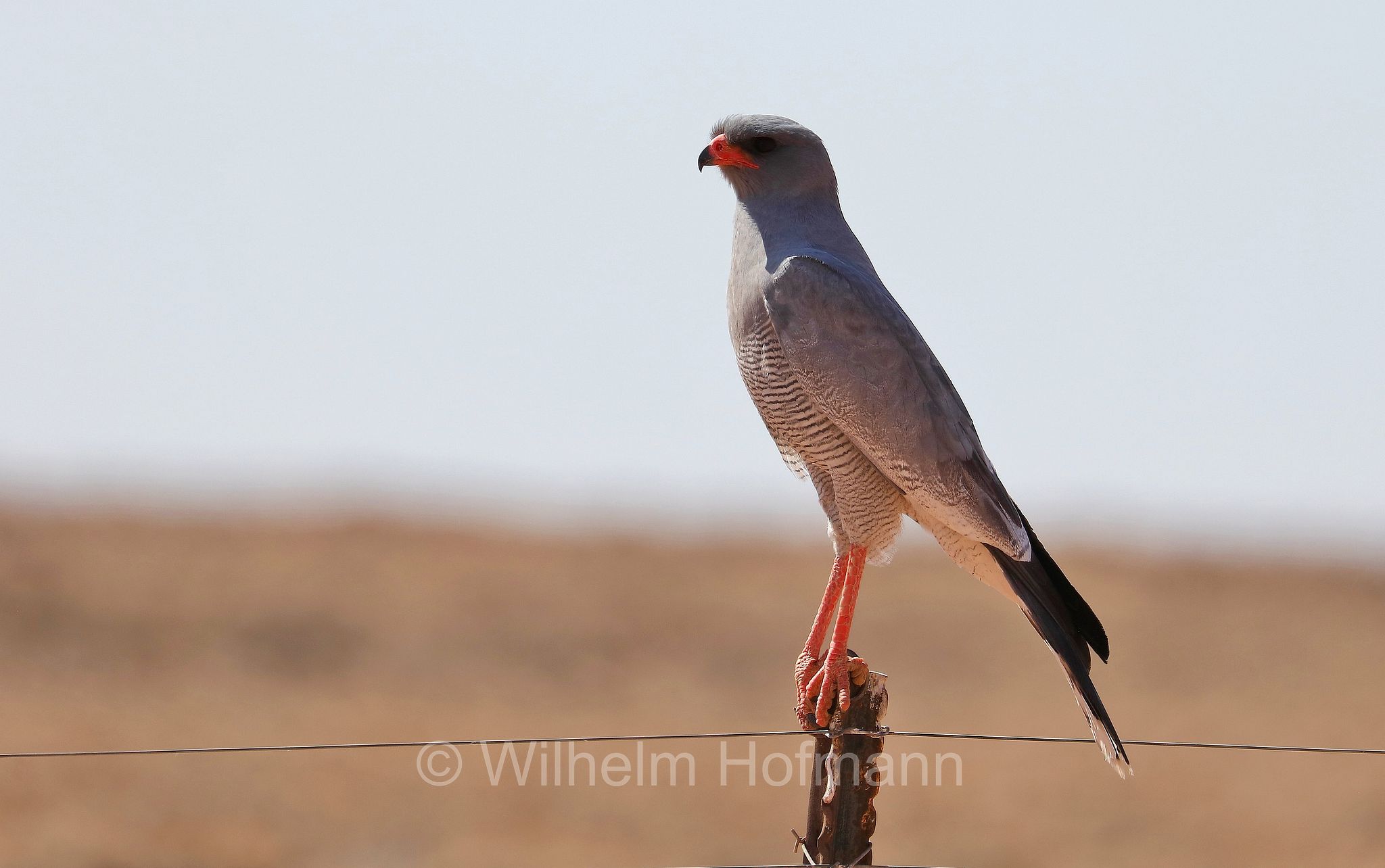 pale chanting goshawk, Silbersinghabicht, Großer Singhabicht, astore canoro pallido, Melierax canorus, Namib desert, Namib, Namibia