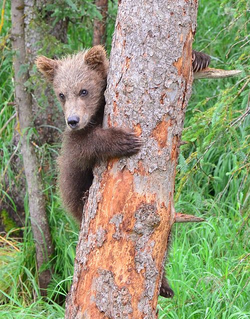 Best place for bear photography workshop & tour in the US.  Located in Katmai National Park, Brooks Camp, Brooks Falls, & Kodiak, Alaska, United States.