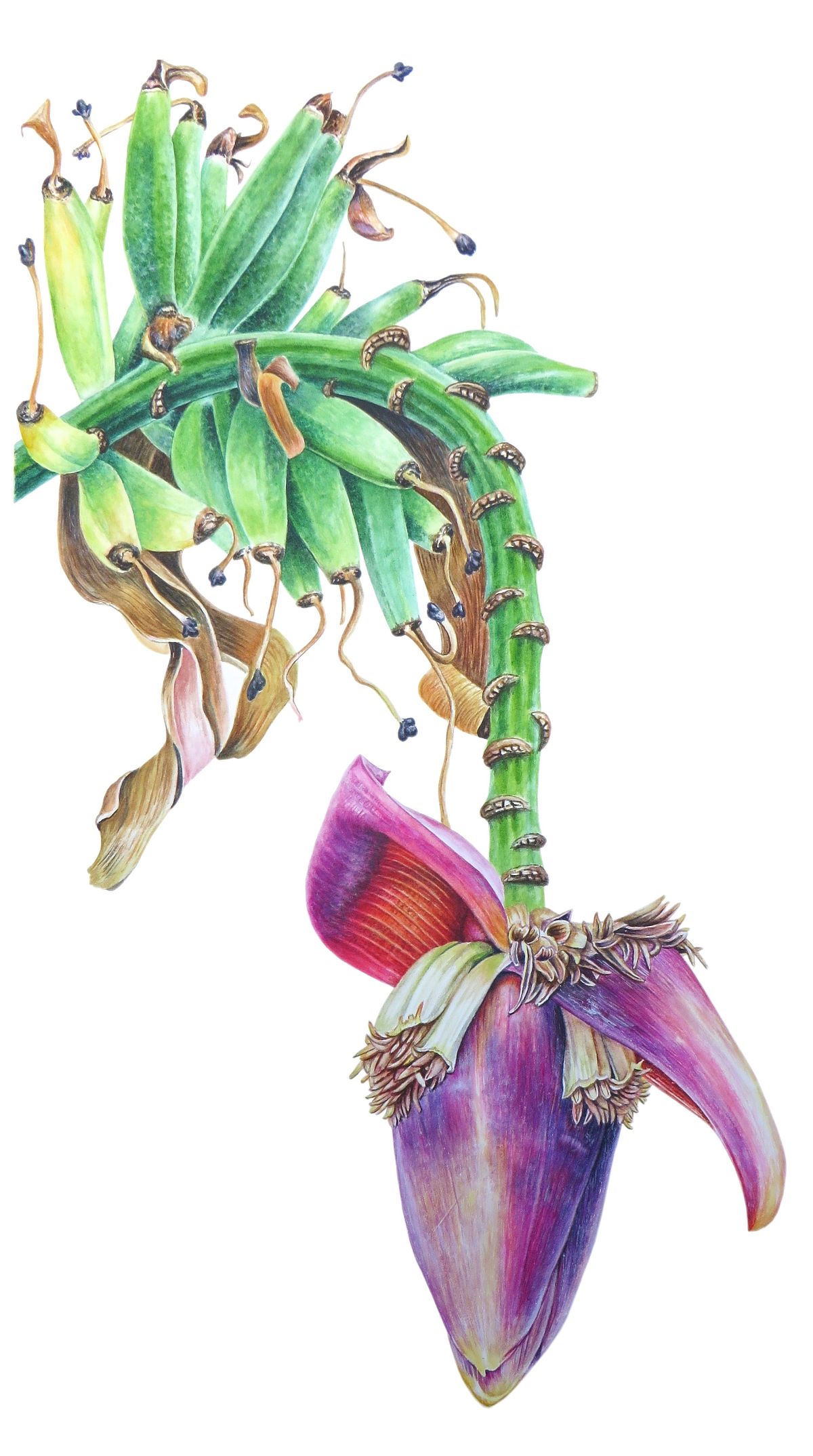 Banana Flower Artwork