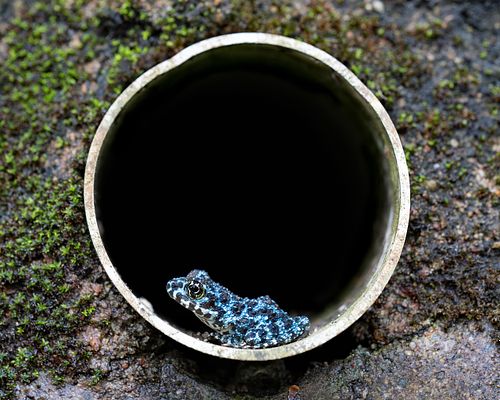 Ishikawa's Frog blue morph