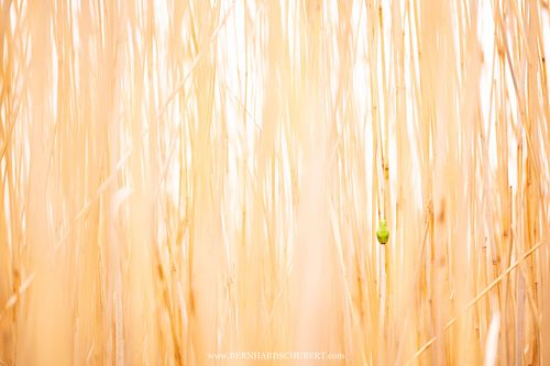 Hyla arborea - Europäischer Laubfrosch