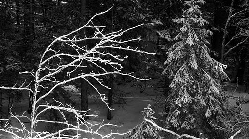 Bergwald am Gurnigel