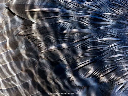 Ardea cinerea – Graureiher