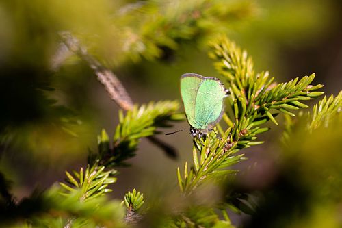 Callophrys rubi - Green Hairstreak
