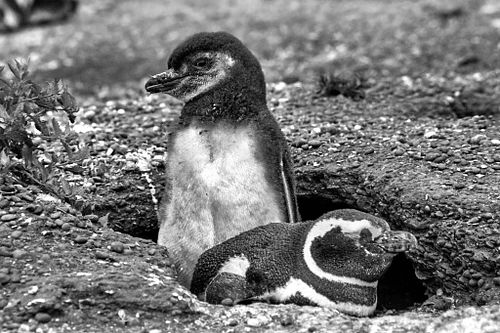 Pinguino di Magellano | Spheniscus magellanicus