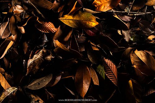 Pelobatrachus nasutus Syn. Megophrys nasuta - Zipfelkrötenfrosch