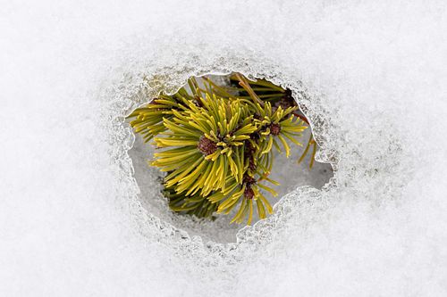 Pinus mugo – Bergkiefer