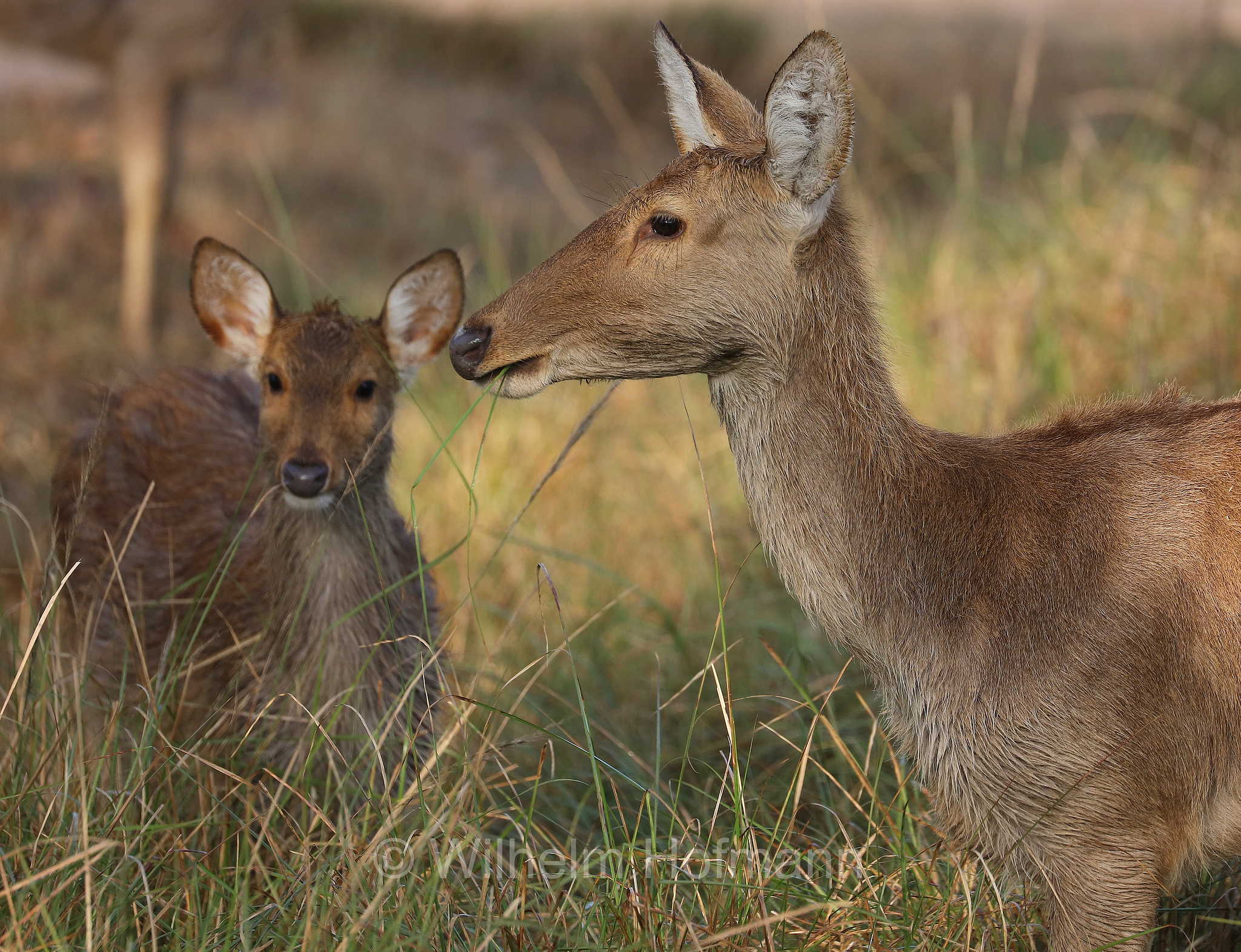 barasingha, barasinghe, swamp deer, Tiefland-Barasingha, Nordindischer Barasingha, barasinga, Rucervus duvaucelii, Kanha National Park, Kanha-Nationalpark, parco nazionale di Kanha, Madhya Pradesh, India, Indien