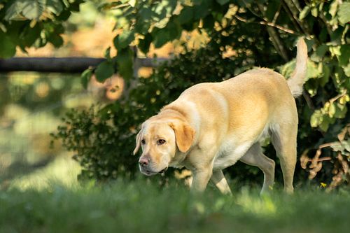 Yellow Lab exploring the back yard.