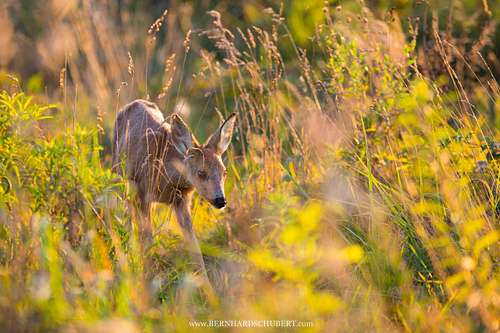 Capreolus capreolus - Roe Deer