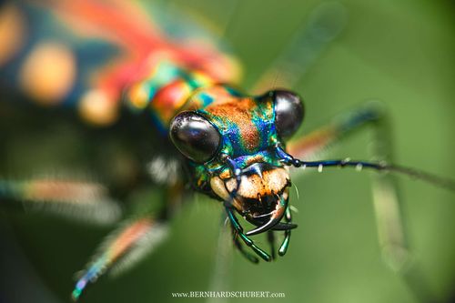 Cosmodela aurulenta - Golden-spotted tiger beetle portrait