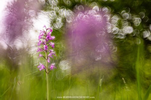 Orchis militaris - Military orchid