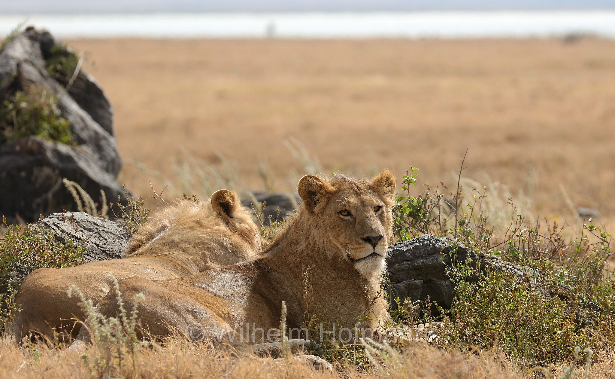 Lion, Ngorongoro Conservation Area, Tanzania, Löwe, leone, panthera leo melanochaita, Ngorongoro Krater, Tansania, Magadisee, lake magadi, lake magad, area di conservazione di Ngorongoro