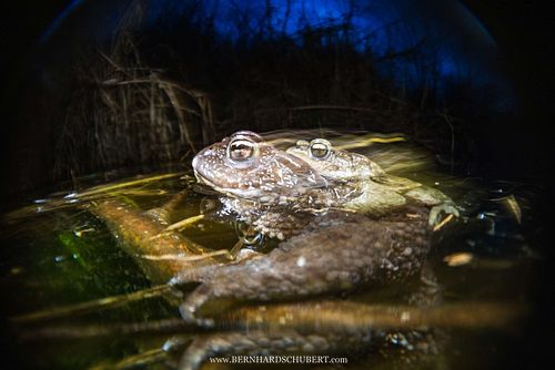 Bufo bufo - Common toad