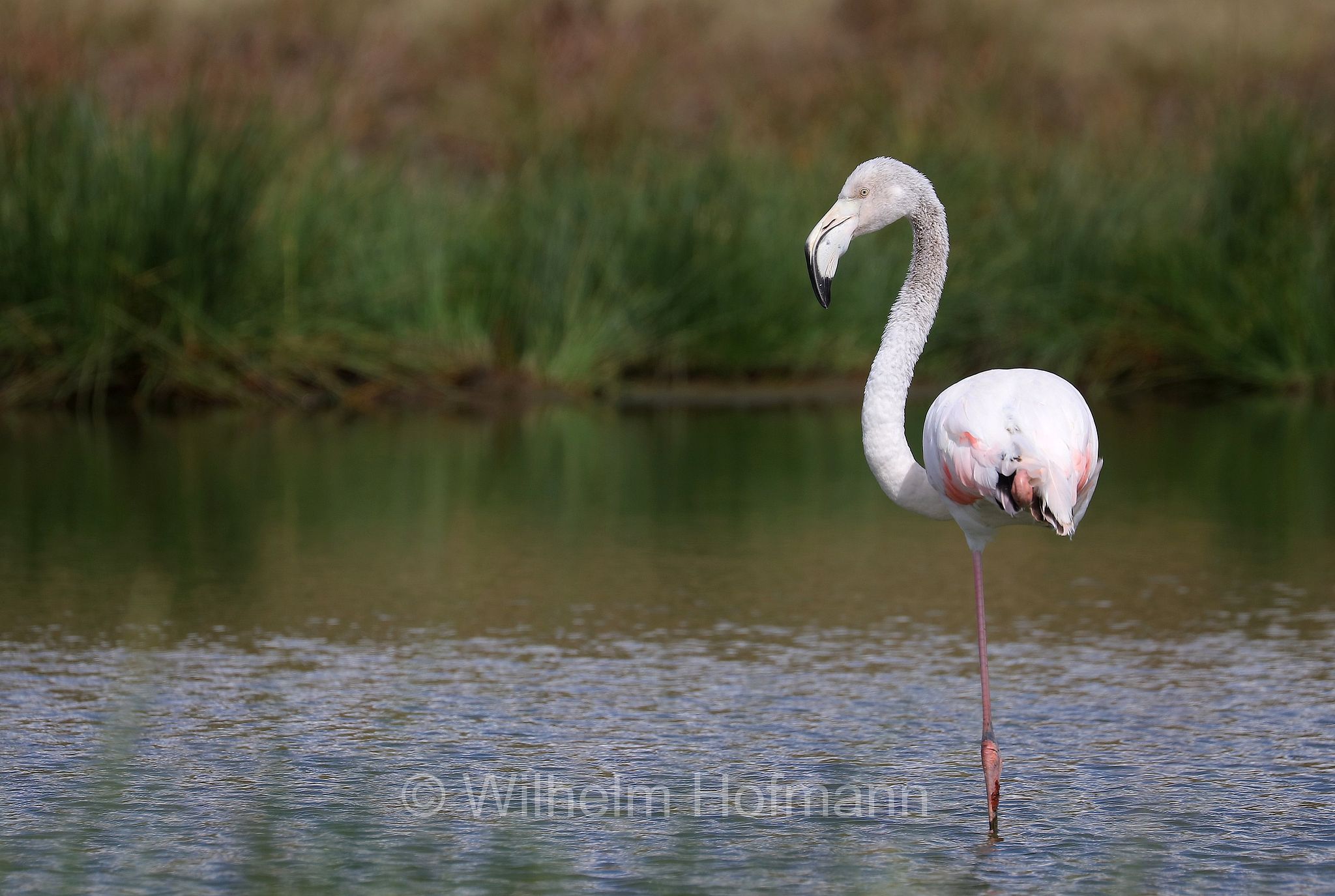 Greater flamingo, Rosaflamingo, fenicottero rosa, fenicottero maggiore, Phoenicopterus roseus, Tansania, Tanzania, Arusha National Park, Arusha-Nationalpark, parco nazionale di Arusha