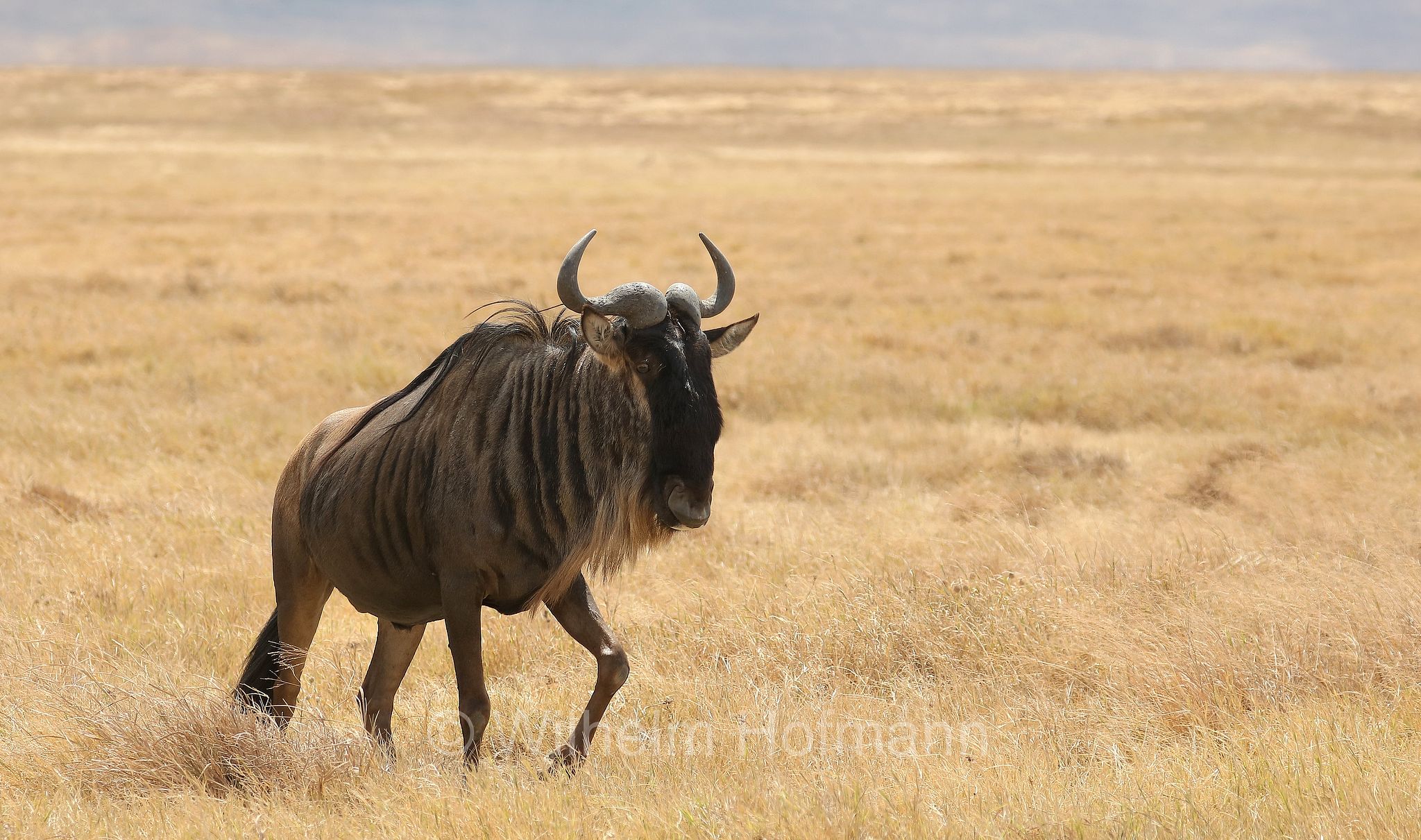 blue wildebeest, common wildebeest, white-bearded gnu, brindled gnu, Streifengnu, Blaues Gnu, gnu striato, gnu comune, gnu dalla barba bianca, gnu blu, connochaetes taurinus, area di conservazione di Ngorongoro, Ngorongoro Conservation Area, Ngorongoro Krater, Tanzania, Tansania