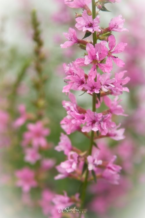 "Purple Loosestrife Beauty III" focuses on a single stem of this invasive wildflower and reveals the glowing color in this fine art print. "Purple Loosestrife Beauty III" is copyrighted by Gregory C. Sundra and GC Sundra IMAGES, LLC.
