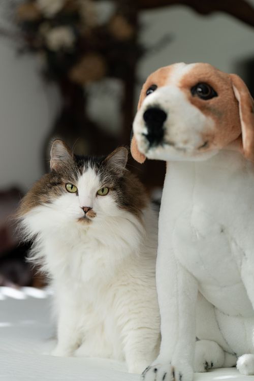 Cat Photography Sessions